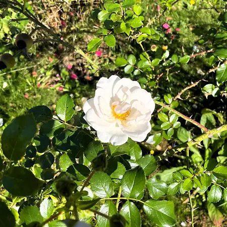 Apartamento Hoffmannshof *