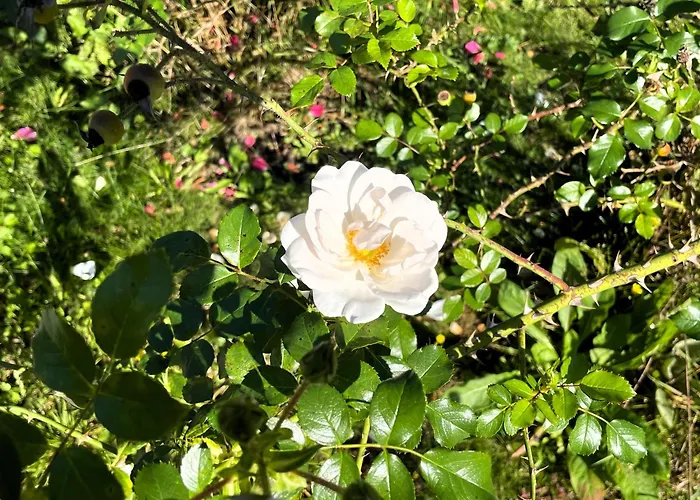 Apartman Hoffmannshof *